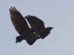 Foto: Dohle (Autor: Dr. A. Pardey)