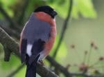 Foto: Dompfaff (Autor: Dr. A. Pardey)