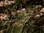 Foto: Draht-Schmiele (Autor: Dr. A. Pardey)