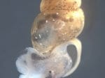 Foto: Dunkers Quellschnecke (Autorin: Brigitte Eiseler)