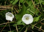 Foto: Echte Zaunwinde (Autor: Dr. A. Pardey)