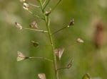 Foto: Echtes Hirtentäschel (Autor: Dr. A. Pardey)
