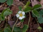 Foto: Erdbeer-Fingerkraut (Autor: Dr. A. Pardey)