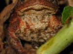 Foto: Erdkröte (Autorin: J. Wagner)
