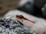 Foto: Feuerlibelle (Autor: Dr. A. Pardey)