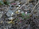 Foto: Frühlings-Hungerblümchen (Autor: Dr. A. Pardey)