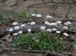 Foto: Gänseblümchen (Autor: Dr. A. Pardey)
