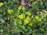 Foto: Gegenblättriges Milzkraut (Autor: Dr. A. Pardey)