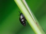 Foto: Gemeine Achatschnecke (Autor: H. Kobialka)