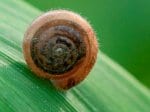 Foto: Gemeine Haarschnecke (Autor: Dr. A. Pardey)