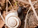Foto: Gemeine Heideschnecke (Autor: Dr. A. Pardey)