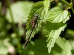 Foto: Gemeine Smaragdlibelle (Autor: Dr. A. Pardey)