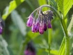 Foto: Gemeiner Beinwell (Autor: Dr. A. Pardey)