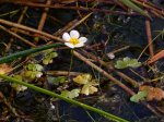 Foto: Gemeiner Wasserhahnenfuß (Autor: A. Pardey)