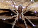Foto: Gerandete Jagdspinne (Autor: A. Pardey)