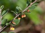 Foto: Gewöhnliche Zwergmispel (Autor: Dr. A. Pardey)