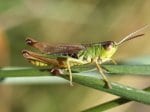 Foto: Gewöhnlicher Grashüpfer ( Autor: Dr. A. Pardey)