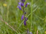 Foto: Gewöhnliches Kreuzblümchen i.e.S. (Autor: Dr. A. Pardey)