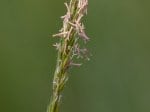 Foto: Gewöhnliches Ruchgras (Autor: Dr. A. Pardey)