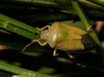 Foto: Ginster-Baumwanze (Autor: Dr. A. Pardey)