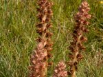 Foto: Ginster-Sommerwurz (Autor: Dr. A. Pardey)