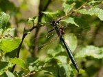 Foto: Glänzende Smaragdlibelle (Autor: Dr. A. Pardey)
