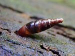 Foto: Glatte Schließmundschnecke (Autor: H. Kobialka)