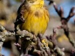 Foto: Goldammer (Autor: Dr. A. Pardey)