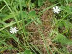 Foto: Gras-Sternmiere (Autor: A. Pardey)