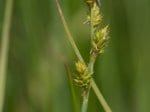 Foto: Grau-Segge (Autor: Dr. A. Pardey)