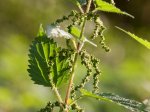Foto: Große Brennessel (Autor: Dr. A. Pardey)