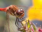 Foto: Große Heidelibelle (Autor: Dr. A. Pardey)