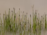 Foto: Großfrüchtige Gewöhnliche Sumpfsimse (Autor: Dr. A. Pardey)