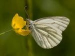 Foto: Grünaderweißling, Heckenweißling (Autor: Dr. A. Pardey)