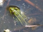 Foto: Grünfrosch-Komplex (Autor: Dr. A. Pardey)