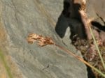 Foto: Hasenpfoten-Segge (Autor: Dr. A. Pardey)