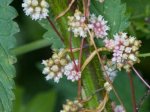 Foto: Hopfenseide (Autor: Dr. A. Pardey)
