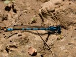 Foto: Hufeisenazurjungfer (Autor: Dr. A. Pardey)