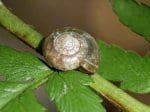 Foto: Keller-Glanzschnecke (Autor: H. Kobialka)