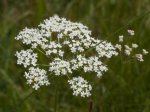 Foto: Kleine Bibernelle (Autor: A. Pardey)