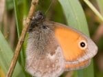 Foto: Kleiner Heufalter, Wiesenvögelchen (Autor: Dr. A. Pardey)