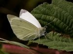 Foto: Kleiner Kohlweißling, Rübenweißling (Autor: Dr. A. Pardey)