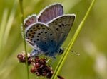 Foto: Kleiner Silberfleckbläuling (Autor: Dr. A. Pardey)