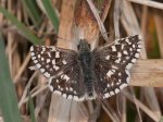 Foto: Kleiner Würfeldickkopffalter, Kleiner Malvendickkopffalter (Autor: Dr. A. Pardey)