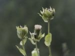 Foto: Kohl(-Kratz)distel (Autor: Dr. A. Pardey)