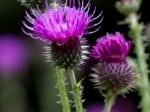 Foto: Krause Distel (Autor: Dr. A. Pardey)