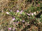 Foto: Kriechende Hauhechel (Autor: Dr. A. Pardey)