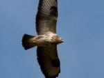 Foto: Mäusebussard (Autor: Dr. A. Pardey)