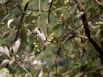 Foto: Mehlbeere (Autor: Dr. A. Pardey)