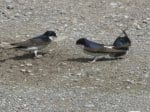 Foto: Mehlschwalbe (Autor: Dr. A. Pardey)